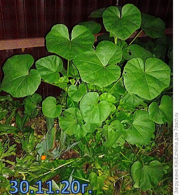 Сравните с  моими - правда ведь совершенно по-другому  выглядят листики?