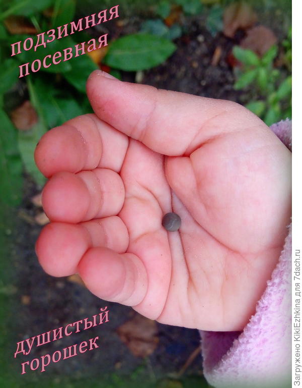 Младшая внучка тоже хочет участвовать, но у нас всё идёт строго по плану! - Ждём с интересом своего момента ,чтобы принять участие в столь увлекательном проекте,как посадка горошка!