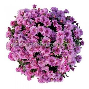 На  мой  взгляд- очень  похожи  цветочки на мои хризантемки!