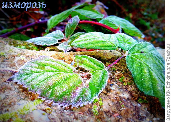 Первая  изморозь на  листе ежевики