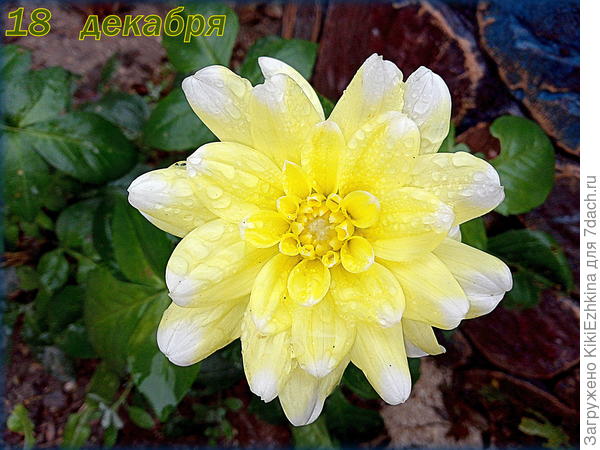 Всё-таки  ещё одна  георгина набралась сил и распустилась...