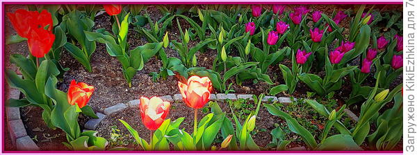 Обратите  внимание:  разные сорта  высажены были  отдельно и  как показал  опыт- цвели в разное  время! Превыми зацвели  ярко-красные,  позднее-белые, ещё позднее  тёмно-сиреневые, и самыми последними зацвели  ярко-жёлтые!