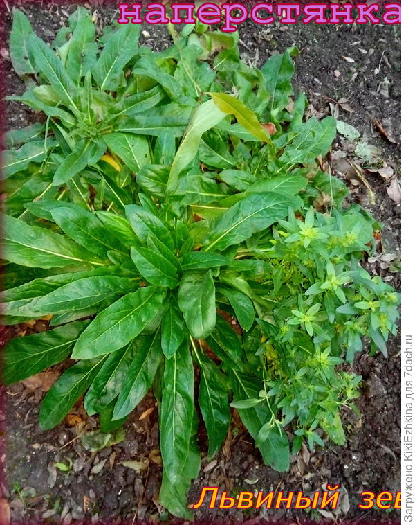 А  сейчас  пока вот молодой росточек персика - 30 см от земли с двумя листиками,   в окружении  наперстянок-первогодок, начавших первую свою зимовку и притулившегося к ним  кустика Львиного Зева... ВОПРОС:  если он благополучно перезимует -  когда же он зацветёт?