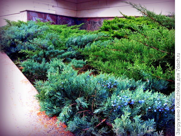 Не  знаю   как называются эти растения, но выглядят они абсолютно  восхитительно!