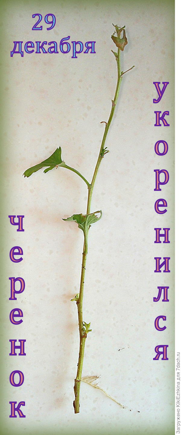 Простейший  способ размножения и сохранения  сорта...