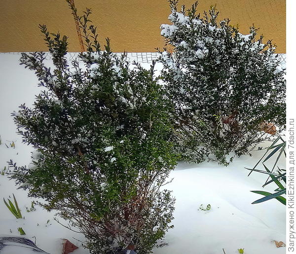 сухие  веточки  и  листики -  признак  беды! - в тот момент я  этого не знала!