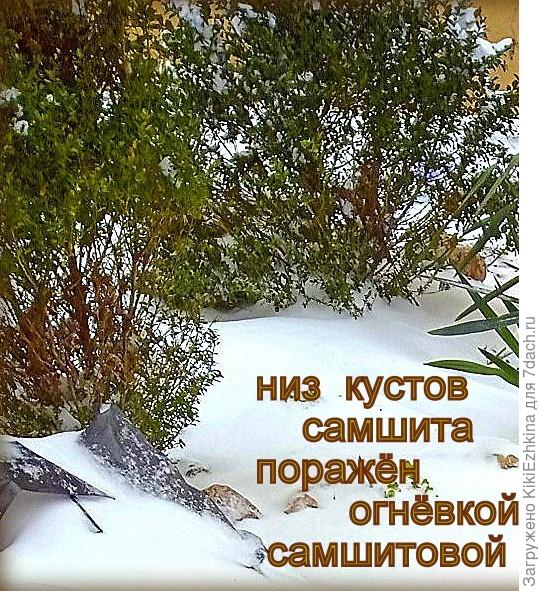 Надо было  эту  сухую часть аккуратно выстричь, всю паутину аккуратно собрать и сжечь!- там  зимуют яйца этой огнёвки!