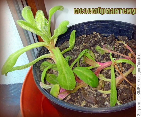 Пока  осваивается в тепле комнаты...