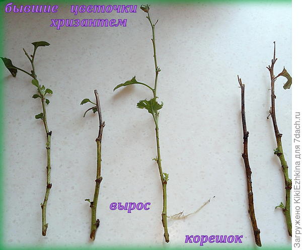 Простейший  способ размножения и сохранения сорта