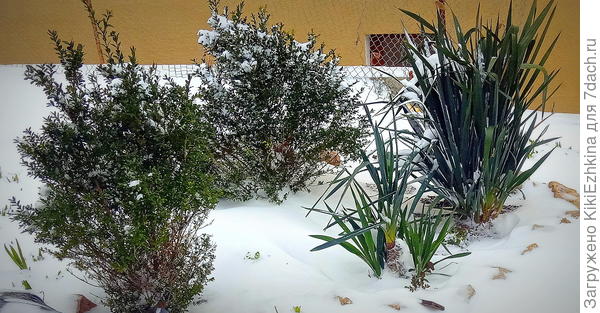 Кусты  старой  юкки , которую мы рассадили  кругом вдоль дорожек   уличного тротуара.