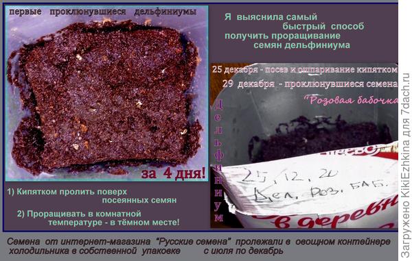 Пока нет достоверной  статистики  по проценту всходов - эту задачу  перед собой не ставила.  Все  убеждали    почти что в  невозможности получения всходов из семян Дельфиниума в условиях домашнего подоконника!