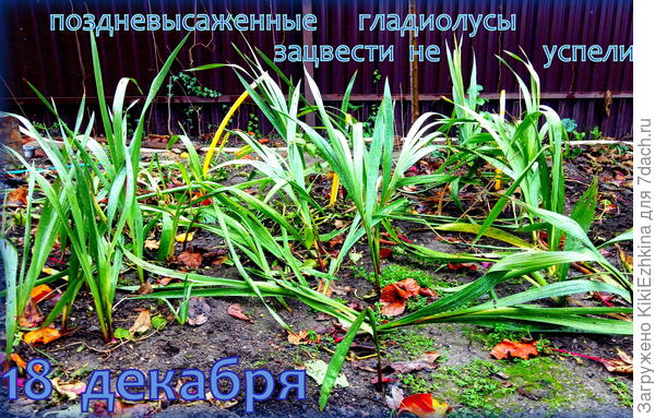 Опустевший сад в декабре 2020 года...