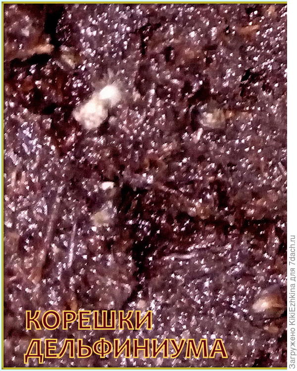 Что-то мне  подсказывает, что   вокруг корешка как бы  пушок  беловатый?  И  что   теперь  с этим делать?