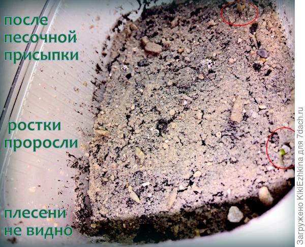 Полюбуйтесь на результат:  плесени нет!