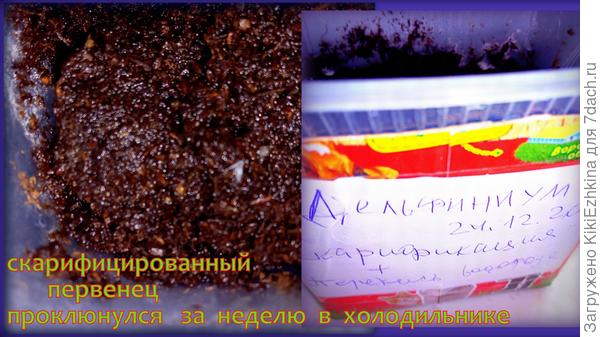 Вот этот эксперимент доказывает,что в тепле  прорастают быстрее, чем в холодильнике...