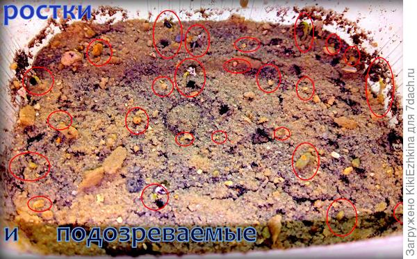 это второй  контейнер из  показавших корешки (днём позднее)