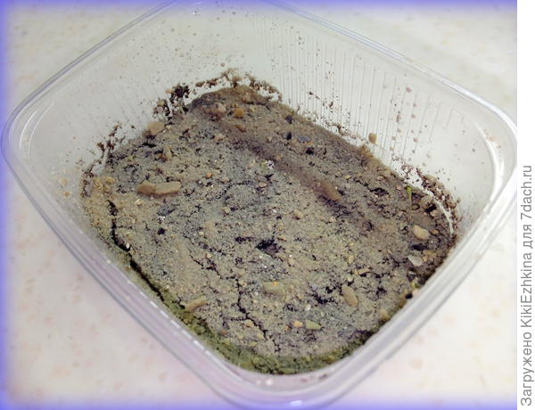 Если  приглядеться- там  есть несколько зеленоватых 2 мм ростков...