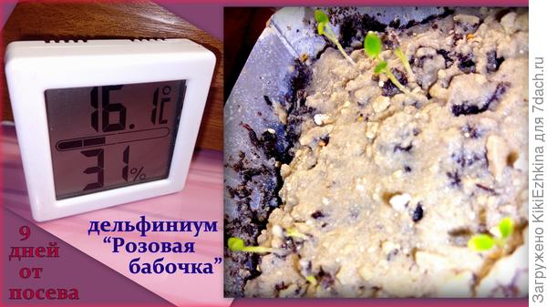 Всё  те же  на  манеже!