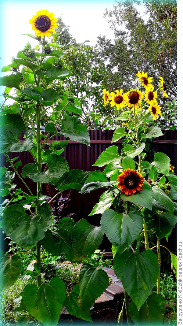 Полсолнухи декоративные  вырастают из семян... в одно лето...