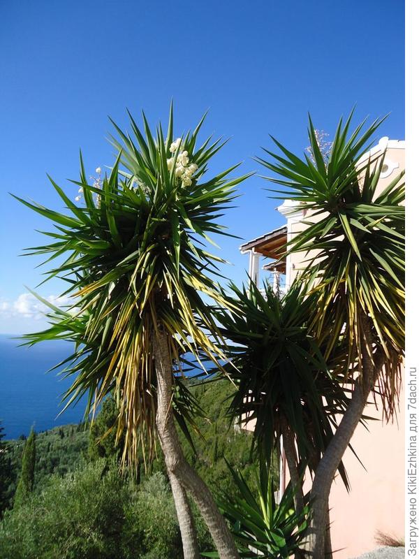 правда я  пока живьём таких не видела, но на нашем автовокзале есть такое деревце  метра полтора высотой и ветвистое...