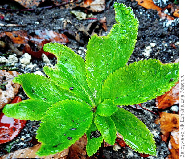 Летний новичок МОРОЗНИК выдал к Новому году обновлённые листики...