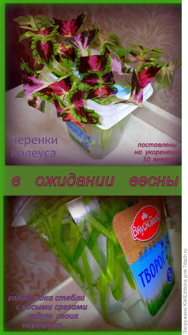 вот они - мои надежды на весну и на лето...