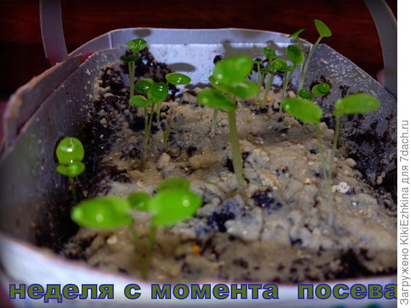 Удачно ошпаренные  кипятком разложенные  поверх рыхлого универсального грунта семена Дельфиниума  Розовая бабочка