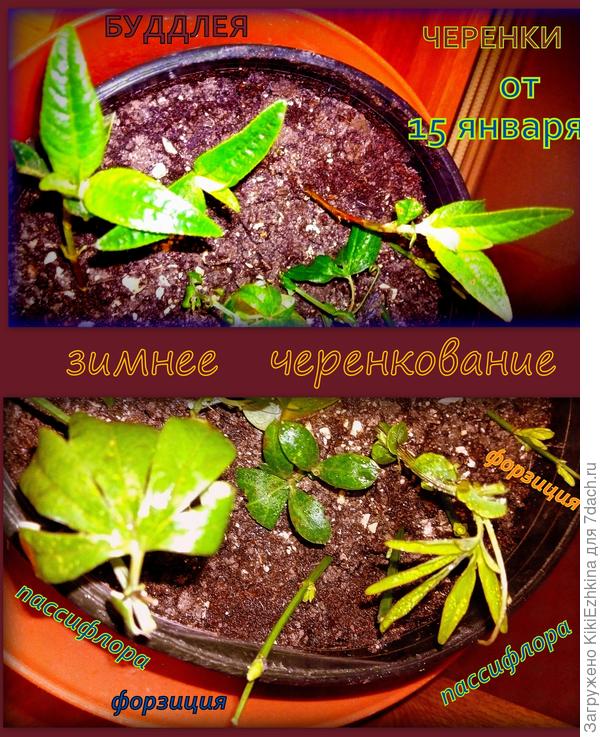 После этого решила   найти справку про сроки посадки...