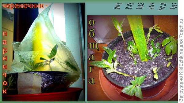 Вот тут сидят черенки  самых разных растений... Желательно все эти растюхи  определить по именам...