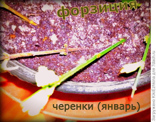 Здесь можно черенки рассмотреть поподробнее: как определить  точно - форзиция или жасмин?