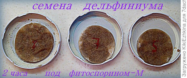 Надеюсь и на сей раз всё нормально проклюнется и  прорастёт!