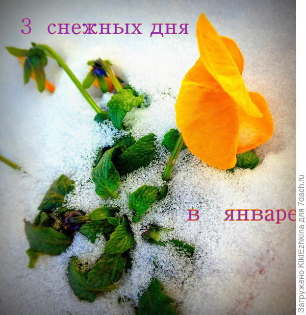 с 17  по 20  января  снежные дни  этой зимы...