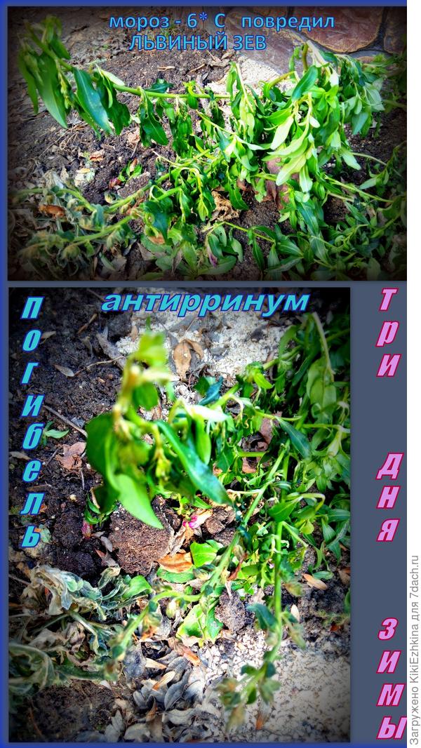 Львиный зев частично обморожен, частично спокойно пережил морозы... Что делать с ними?