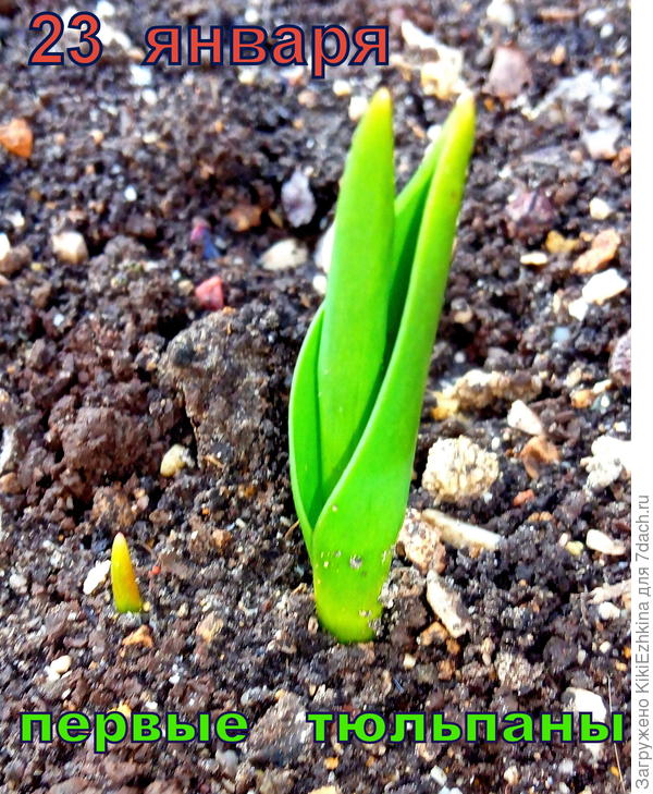 Неизвестный тюльпан ( один из красных-жёлтых-фиолетовых или белых) - посмотрим какой раньше всех очнулся... Скорее всего- красный, т.к в прошлом году именно красные тюльпаны зацвели раньше остальных...