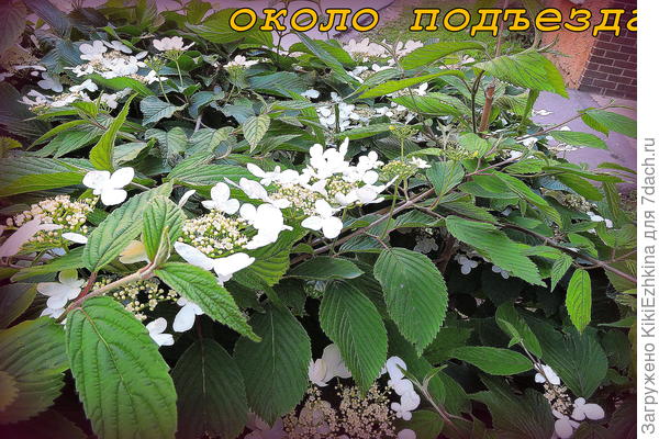 что за сорт?