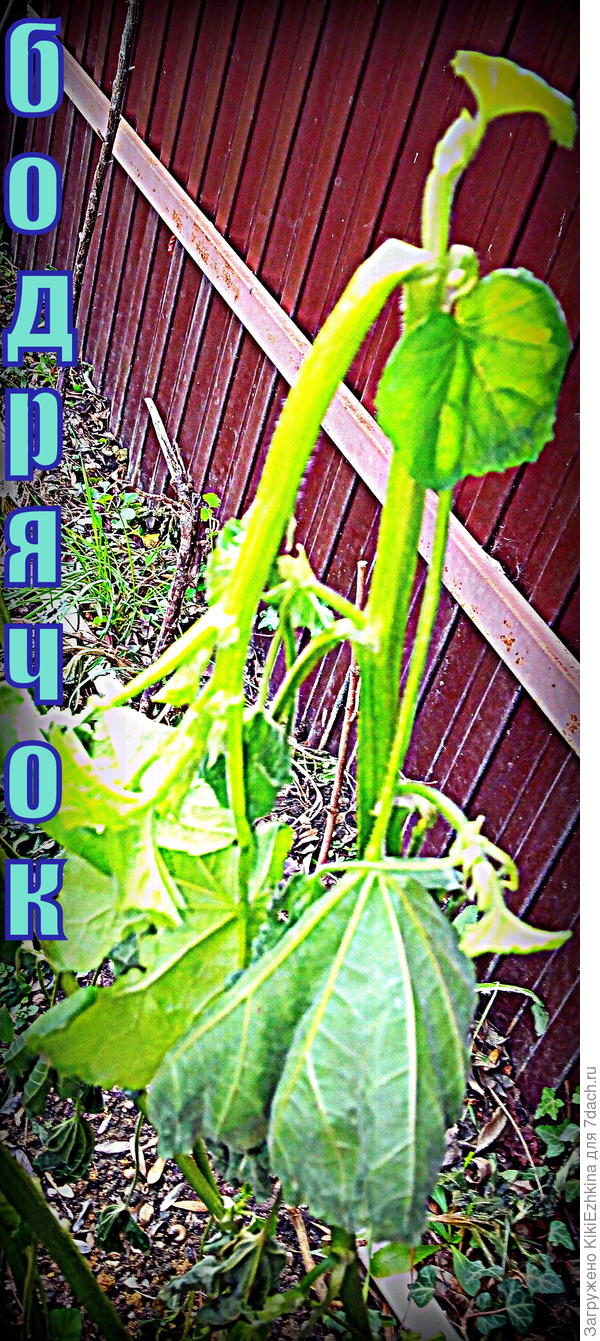 Шток-роза после мороза, верхушка выжила и продолжает жить!!!