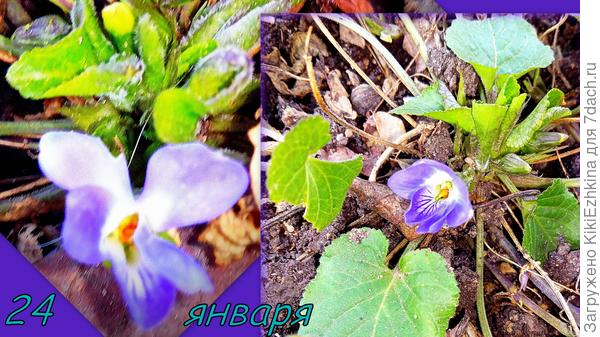 Получается, что к нам  уже весна пришла!