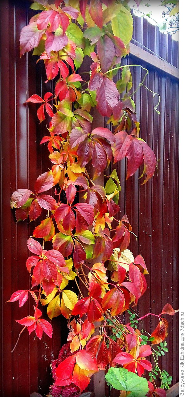 с  черенка лета 2019 - вид осенью 2020