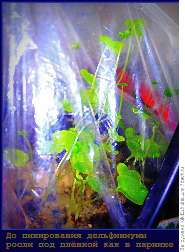 Как  видите по одному  настоящему листочку у моих дельфиниумов наросло, и я  сразу же  приступила к рассаживанию их по отдельным стаканам, чтобы  в грунт уже переносить методом перевалки.