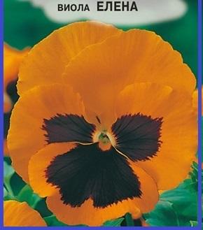 Этот  цветочек весьма  мажорный...