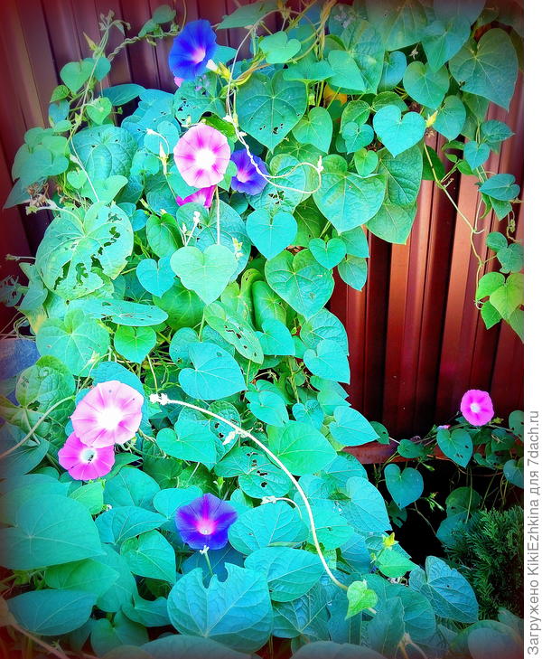 Если  посадить рядочком  - заплетёт всё  подряд