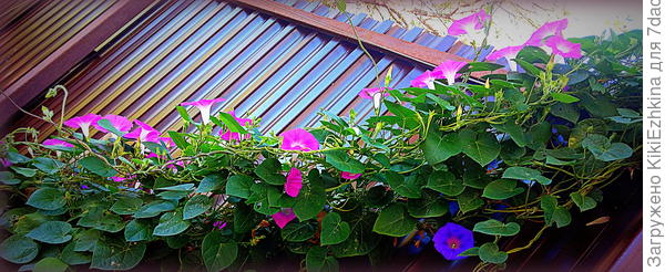 растёт быстро, отзывается на подкормки пышным цветением...