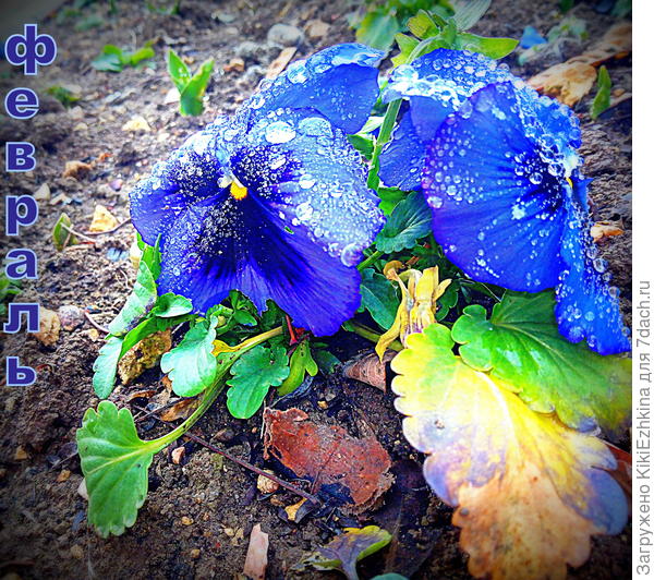 Не  смогла пройти мимо и не сфотографировать эту  стойкую прелесть!