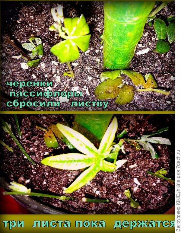 что-то  черенкам пассифлоры не  понравилось под моим колпаком?