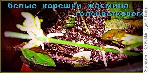 Как видите в условиях парничка под колпаком - жасмин дал  корешки прямо   в воздухе в местах почковых узлов