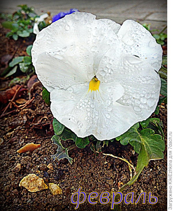 Эти нежные  лепестки  умудряются  выстаивать на февральском  ветру...