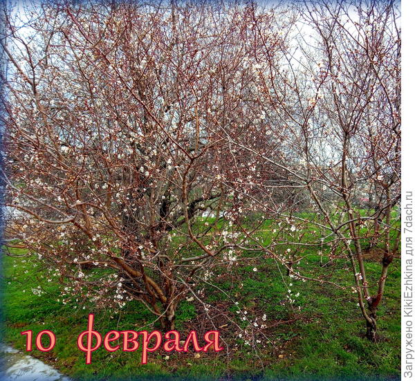 и  миндаль робко начинает распускать первые цветочки