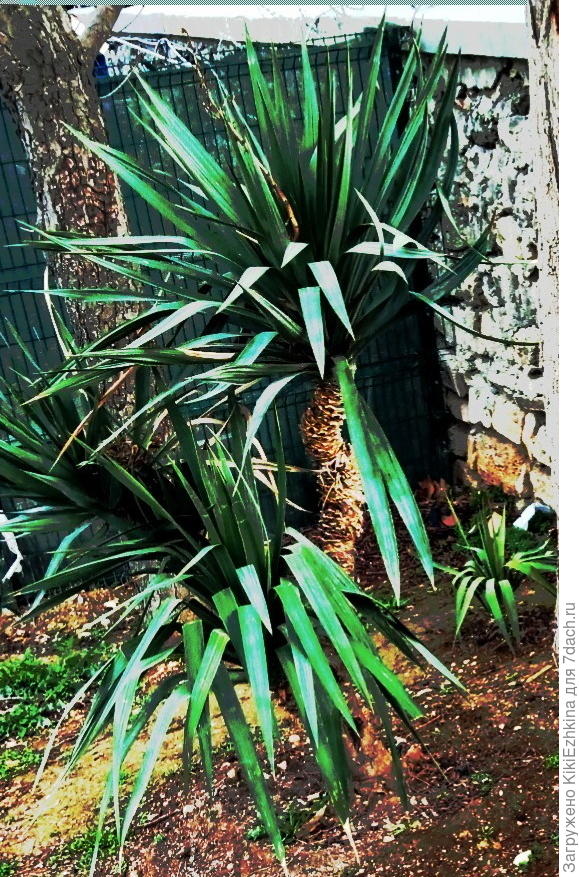 Вот в этот день и началось второе пришествие ЗИМЫ в Севастополь