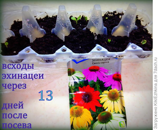 Какие сорта эхинацеи вы  видите на  фото?