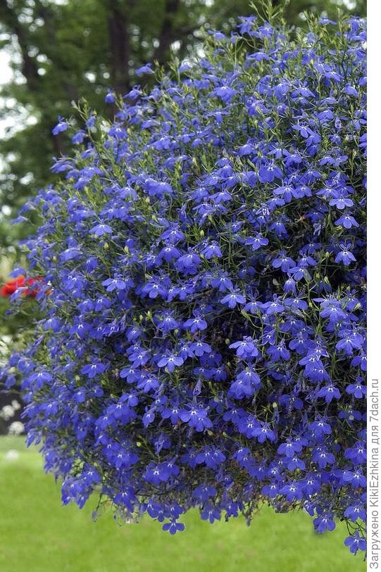 моя  лобелия  на  этикетке наподобие вот такой...